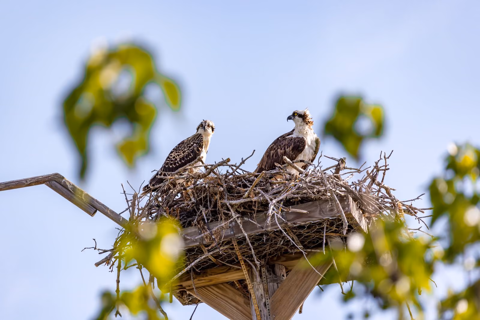 Two ospreys, an adult and a fledgling, standing in a stick nest on a wooden nesting platform against a blue sky